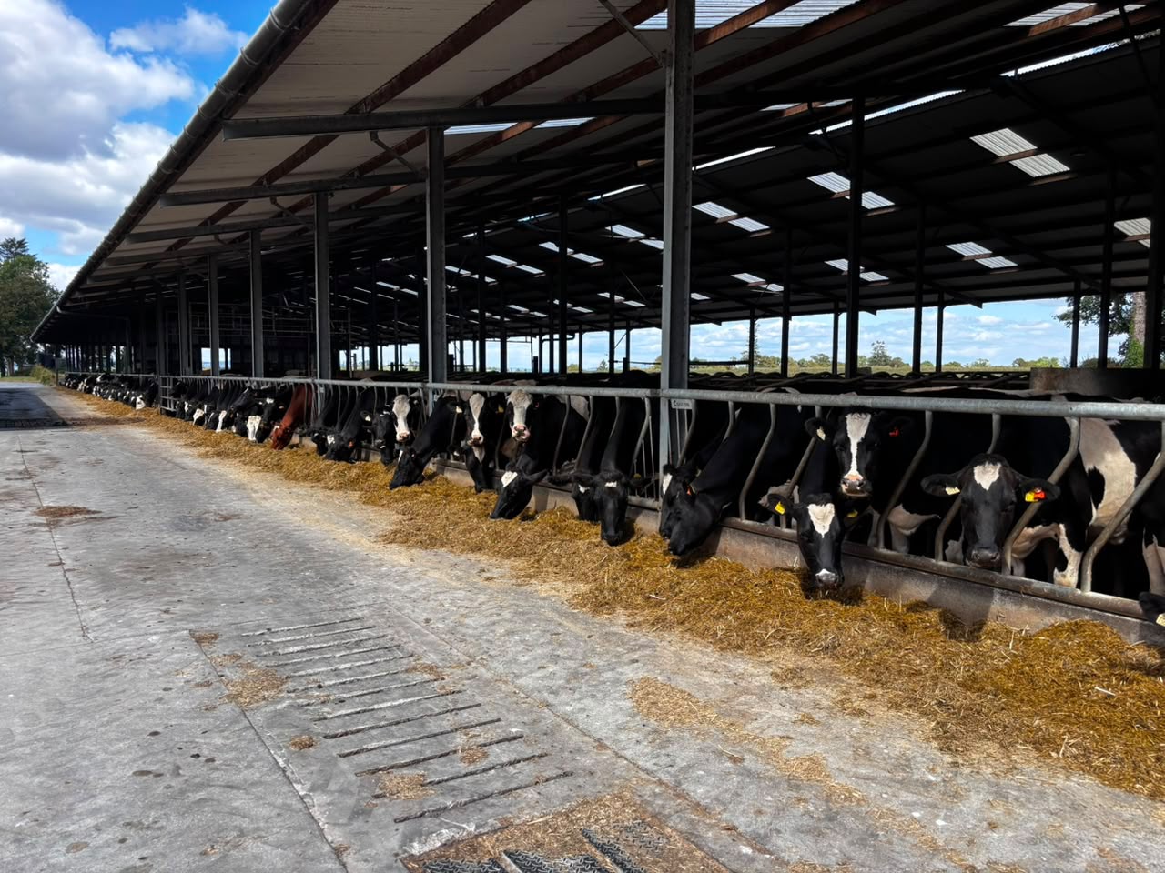 Dairy herd feeding along the barrier of an open, naturally ventilated housing shed